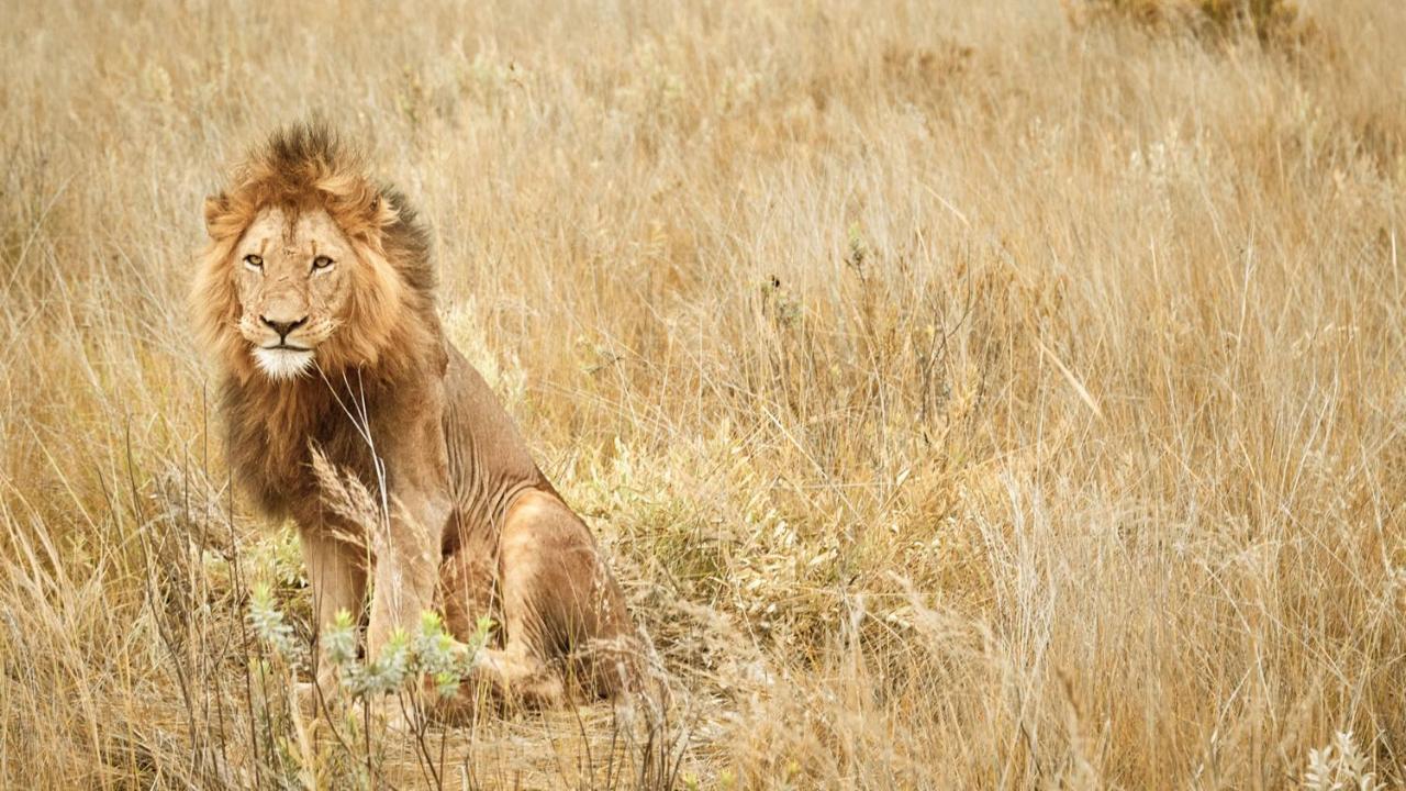 Nkomazi Game Reserve By Newmark バドプラース エクステリア 写真