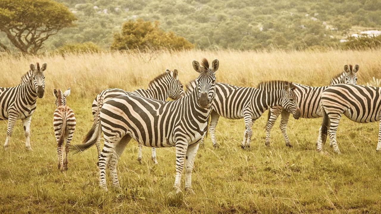 Nkomazi Game Reserve By Newmark バドプラース エクステリア 写真