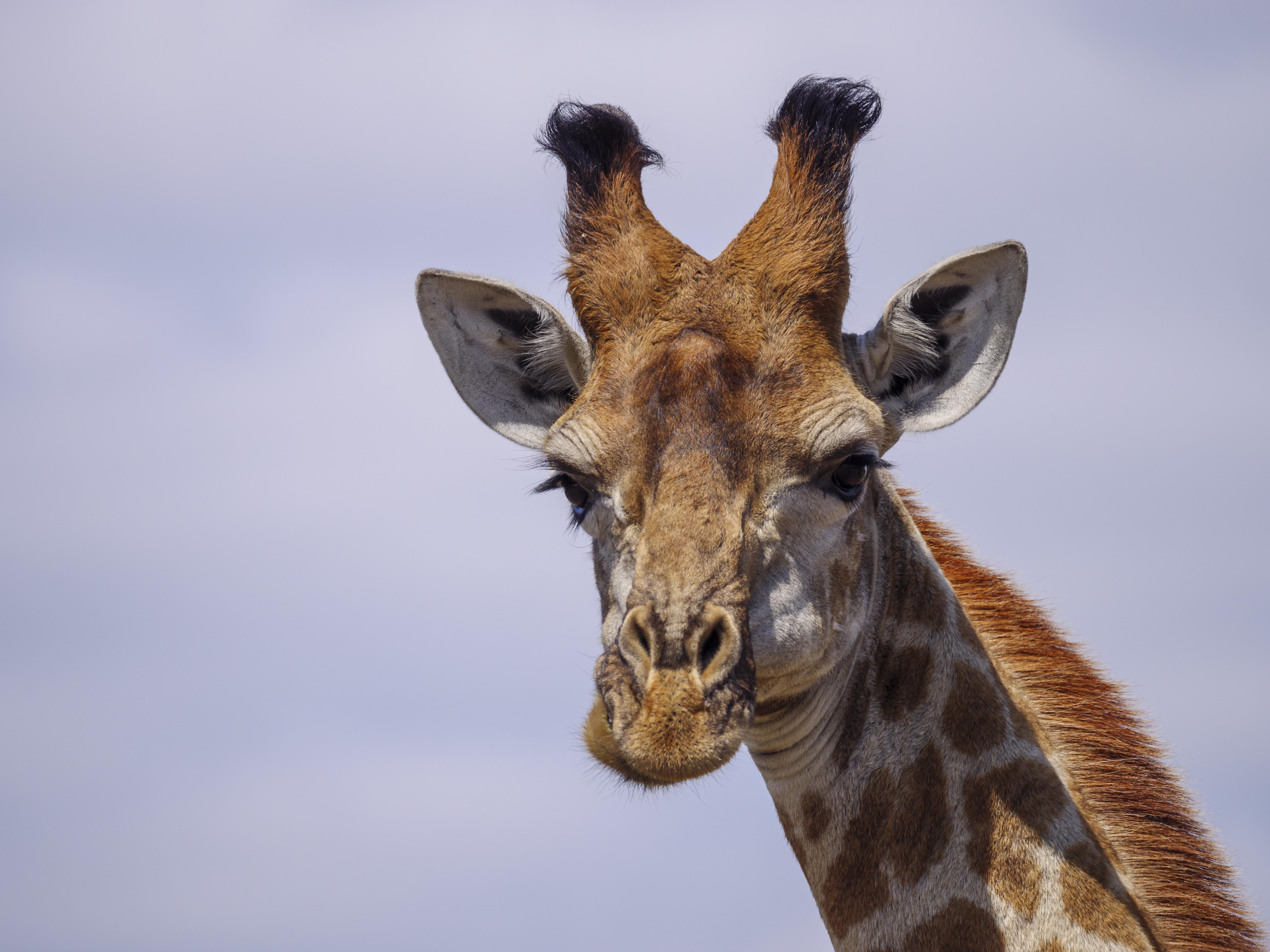 Nkomazi Game Reserve By Newmark バドプラース エクステリア 写真