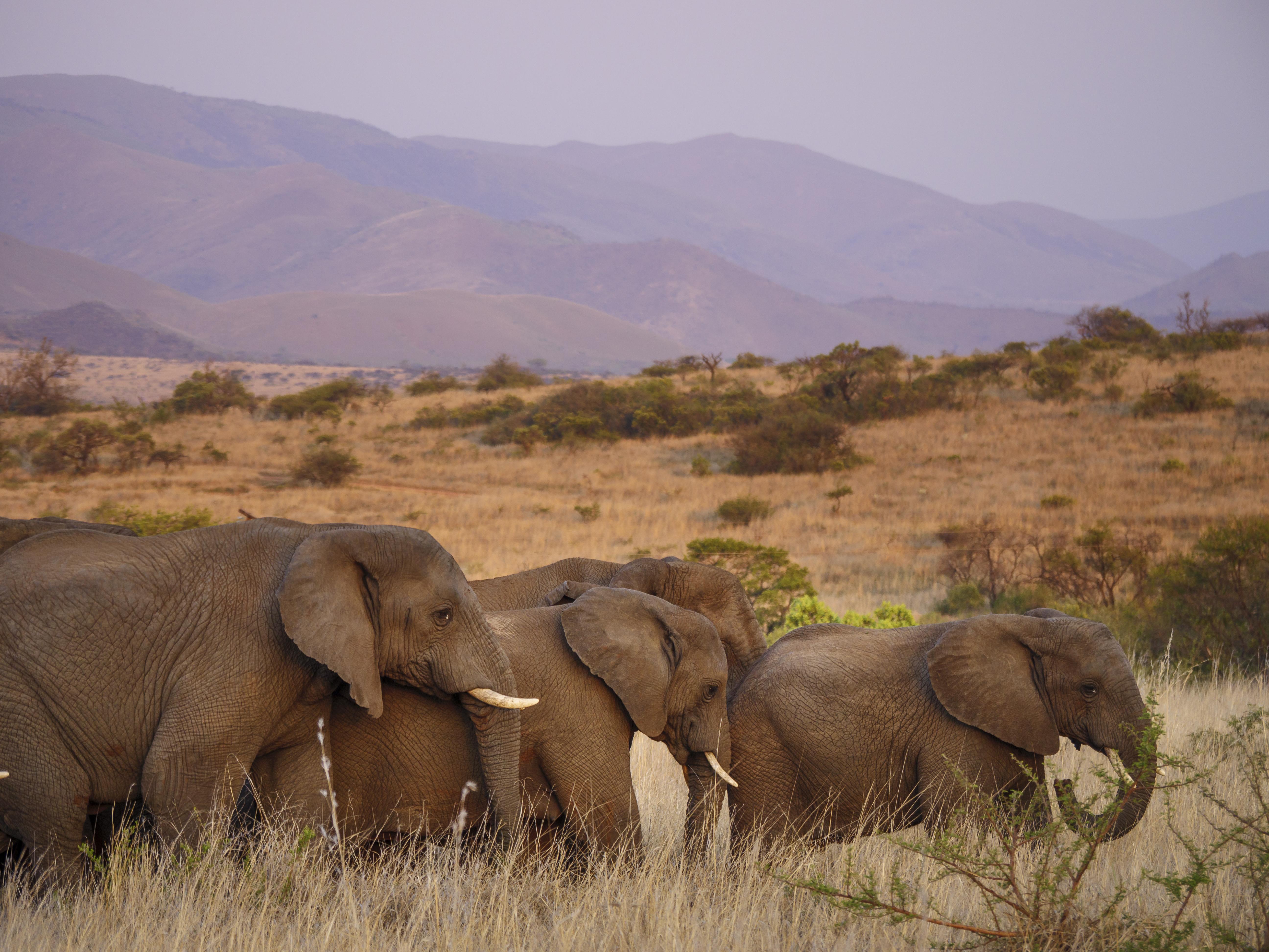 Nkomazi Game Reserve By Newmark バドプラース エクステリア 写真