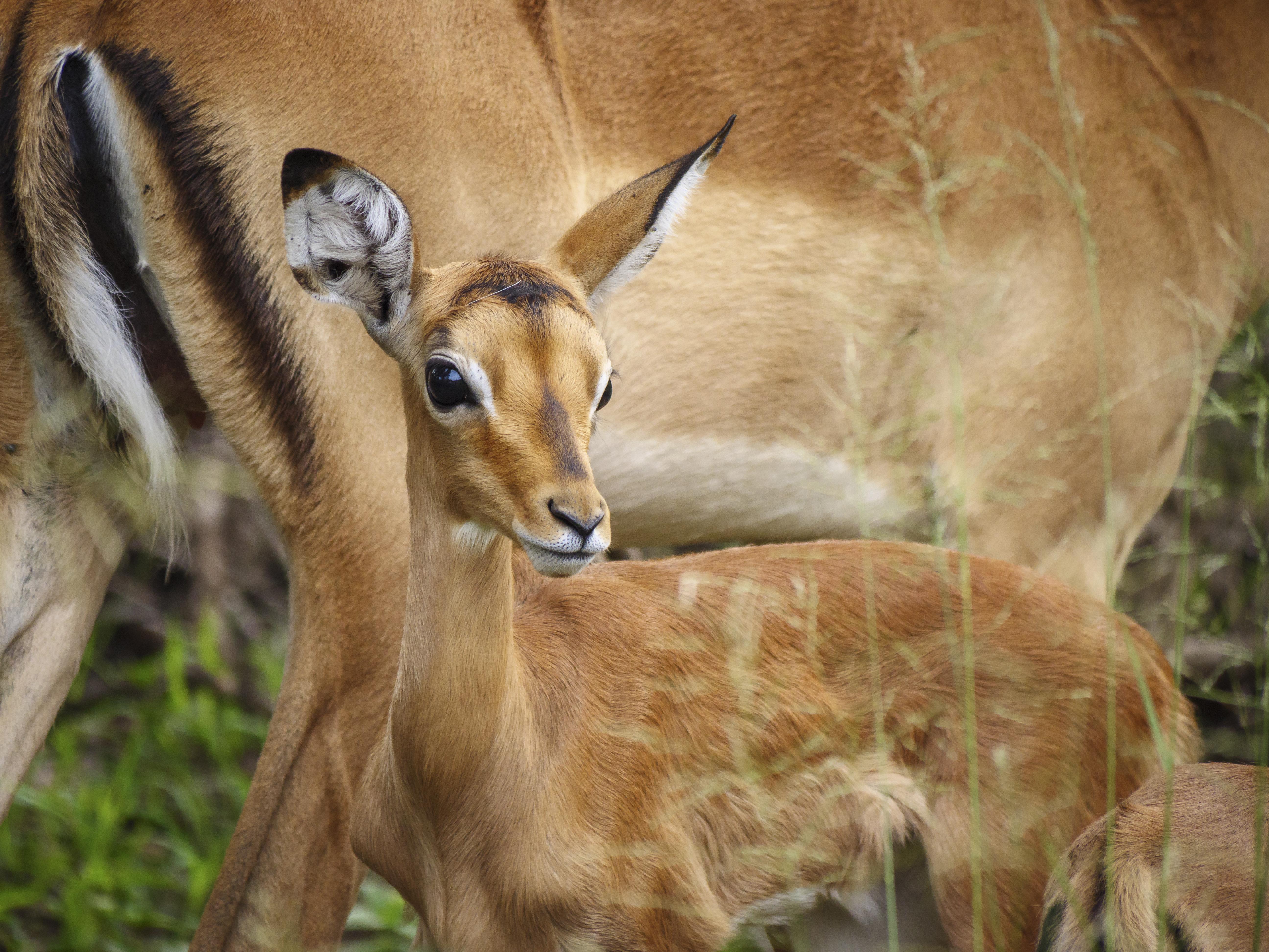 Nkomazi Game Reserve By Newmark バドプラース エクステリア 写真