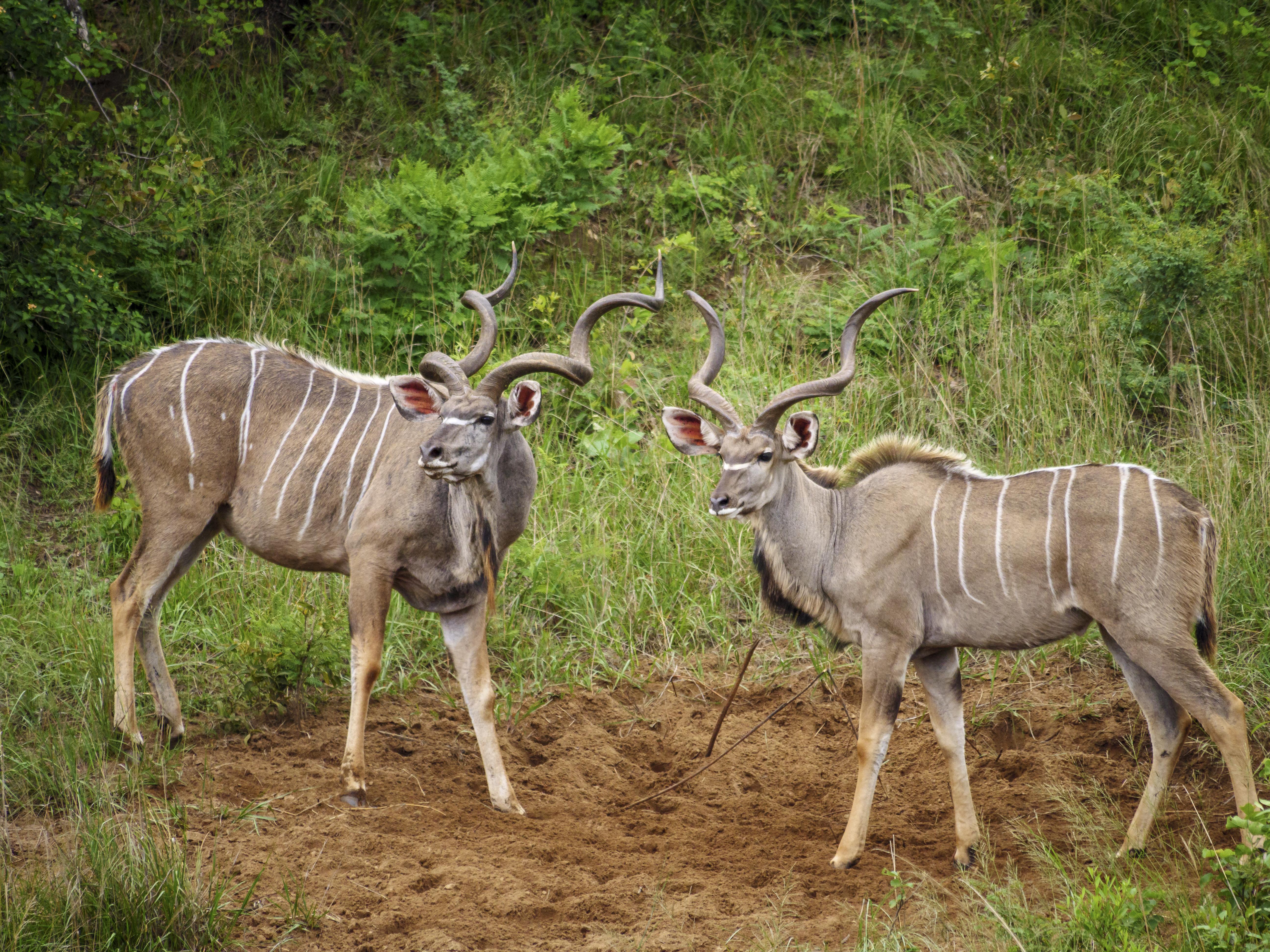 Nkomazi Game Reserve By Newmark バドプラース エクステリア 写真